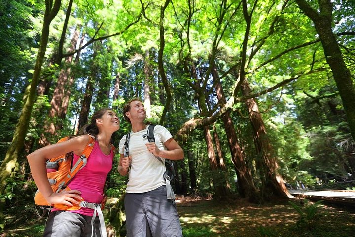 Muir Woods Tour